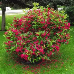 Вейгела цветущая Бристол Руби