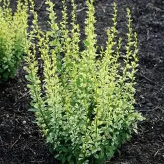 Барбарис тунберга Сильвер Пиллар