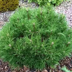 Сосна горная Хессе