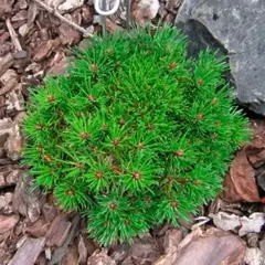 Сосна горная Лимерик