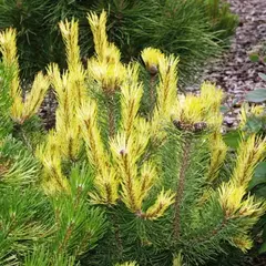 Сосна горная Фрюлингсголд