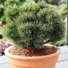 Сосна крючковатая Хейдеперл