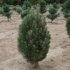 Сосна черная Ричард