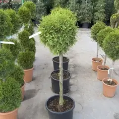 Туя западная Смарагд бонсай Болл