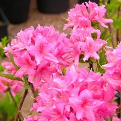 Азалия Рози Лайтс