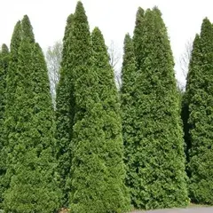 Туя западная Пирамидалис компакта