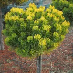 Сосна горная Офир на штамбе