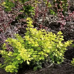 Барбарис тунберга Голден Горизонт