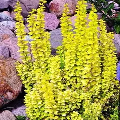 Барбарис тунберга Голден Торч