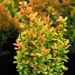 Барбарис тунберга