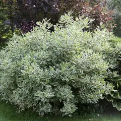 Дерен белый Айвори Хало