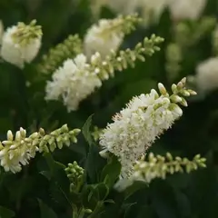 Клетра ольхолистная