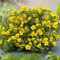 Лапчатка кустарниковая Белла Линдси