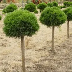 Сосна чёрная Компакта на штамбе