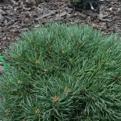 Сосна обыкновенная Френшем