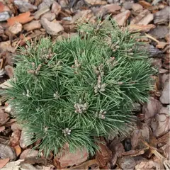 Сосна горная Клянер Вимбах