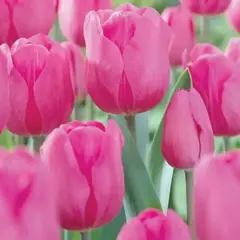 Сосна горная Тиллер