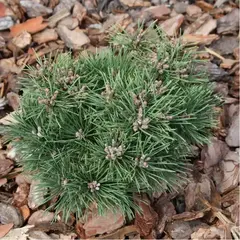 Сосна горная Кнапенбург