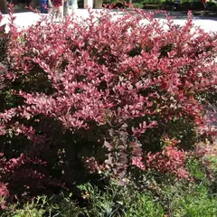 Барбарис тунберга Пинк Берд