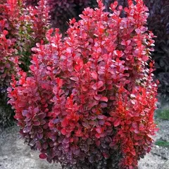 Барбарис тунберга Ред Тауэр