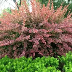 Барбарис тунберга Роуз Глоу