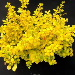 Барбарис тунберга Санни