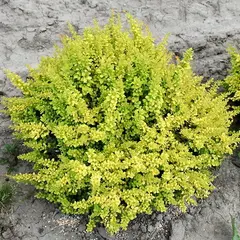 Барбарис тунберга Сенсейшен