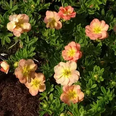 Лапчатка кустарниковая Белла Эппл