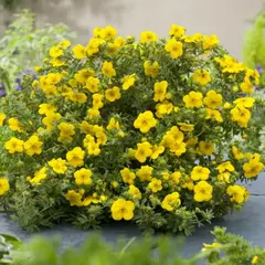 Лапчатка кустарниковая Голдстар