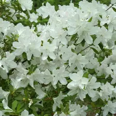 Азалия Шнеевиттхен