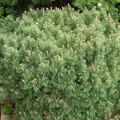 Сосна горная Скалка