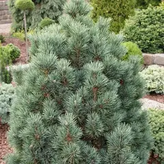 Сосна кедровая Маттерхорн