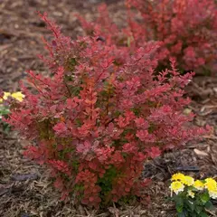 Барбарис тунберга Флоренс
