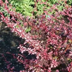 Барбарис тунберга Пинк Этрекшн