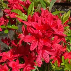 Азалия Карминдуфт