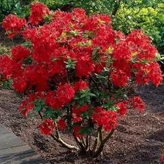 Азалия Набукко