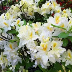 Азалия Норзерн Хайлайтс