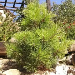 Сосна Тунберга Маиджима