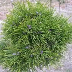 Сосна крючковатая Грюн Вилле