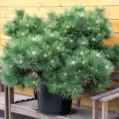 Сосна черная Хорнибрукиана