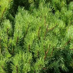 Сосна горная Славини