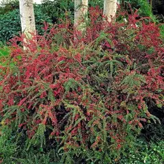 Кизильник горизонтальный