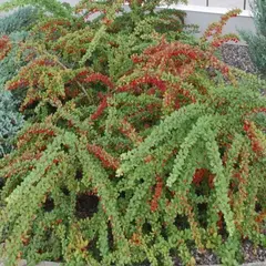 Барбарис тунберга Грин Карпет