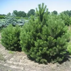 Сосна черная