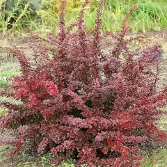 Барбарис тунберга Голден Ринг