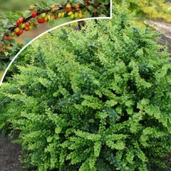Барбарис тунберга Грин Орнамент