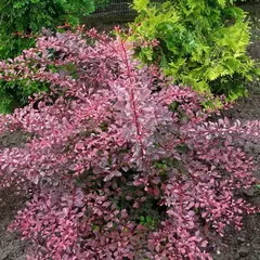 Барбарис тунберга Арлекин