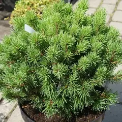Сосна крючковатая Компакта