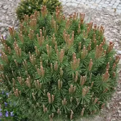 Сосна крючковатая Литомисл