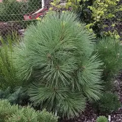 Сосна Джеффри Йоппи